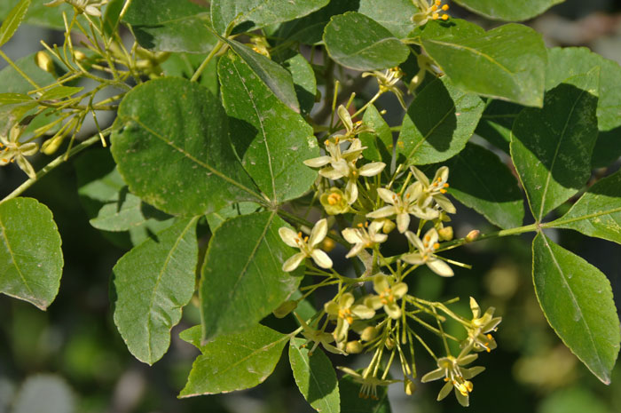 Common Hoptree, Wafer-ash has greenish-white or pale yellow flowers that bloom from April to Texas. Ptelea trifoliata 